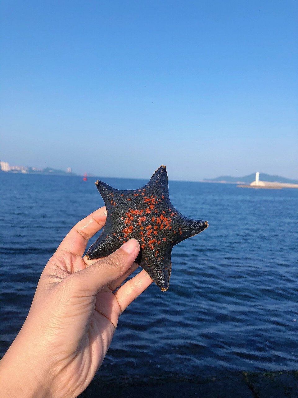 威海赶海|真的找到了大海星 来威海,海星其实很容易找到 作为新手第一