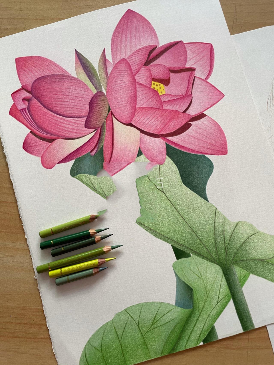 辉柏嘉彩铅yyds ——画荷花 画荷花,嗯画完了 ,原创不易,临摹就不要说