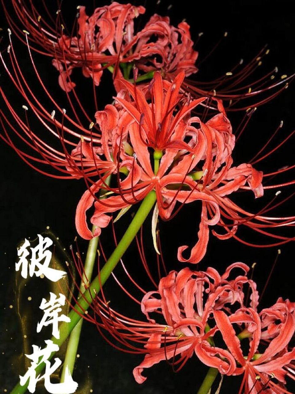 彼岸花,学名:lycoris radiata,属于百合科石蒜属,是多年生宿根草本