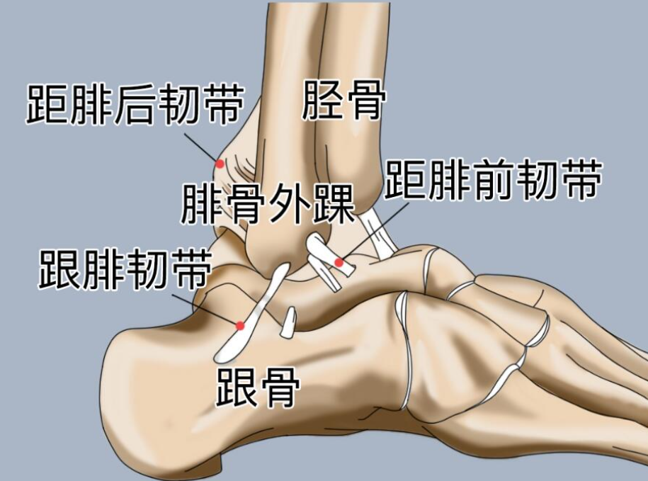 距腓后韧带是踝关节内侧三角韧带的后束部分