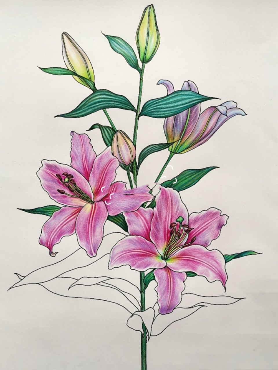 绽放的百合花彩铅画 百合花的花语就是高贵,洁白无瑕,万事顺利,心想事