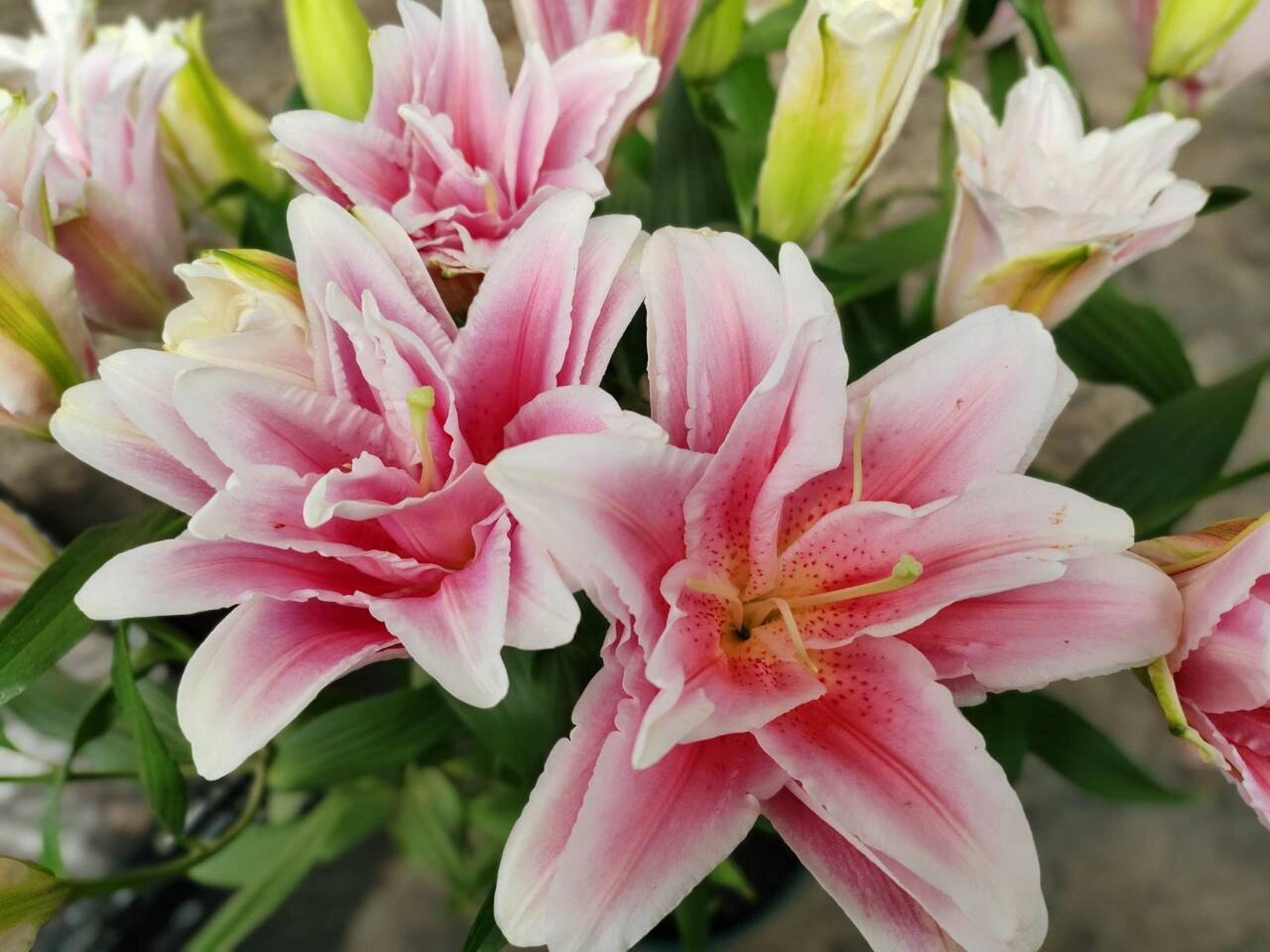 百合花——粉百合9393 粉色百合花,它的花语就是纯洁,可爱,粉色