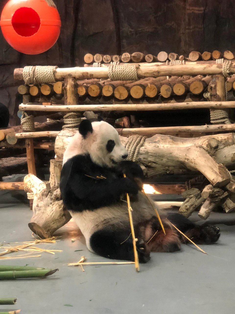 东莞大熊猫 东莞香市动物园距离好近的熊猫949494虽然但是,这