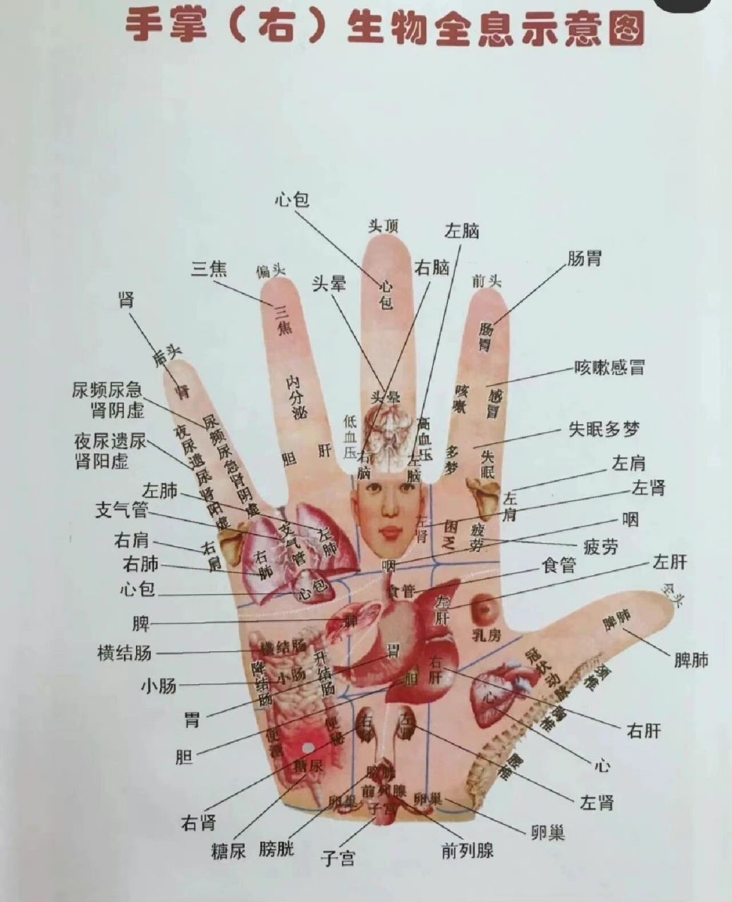 神奇的掌骨全息诊疗法图片