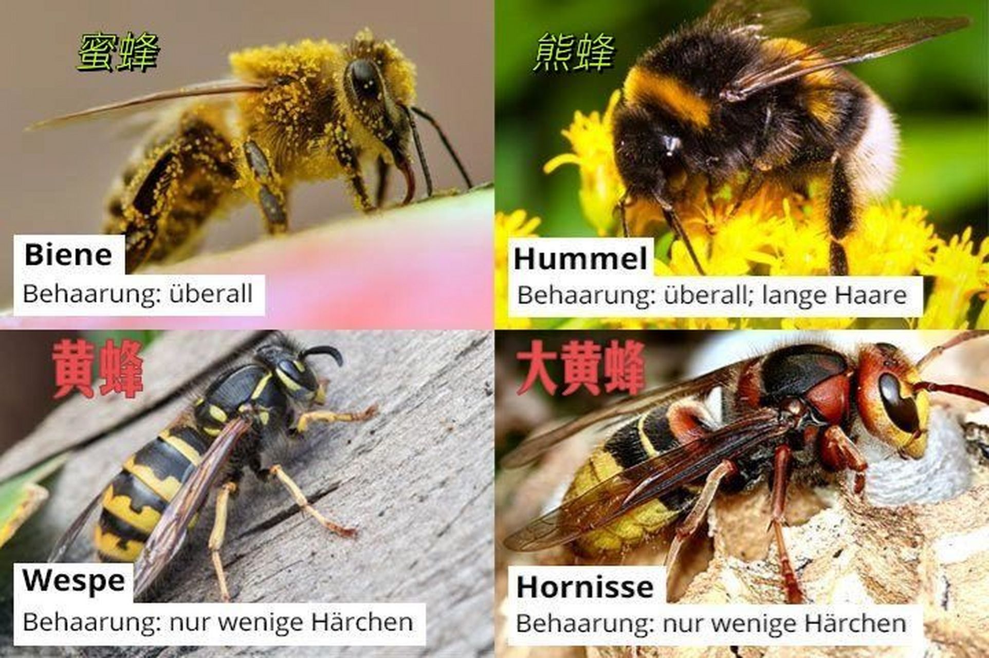 动物世界小知识:黄蜂与蜜蜂的区别 蜜蜂:身上遍布绒毛,颜色没那么鲜艳