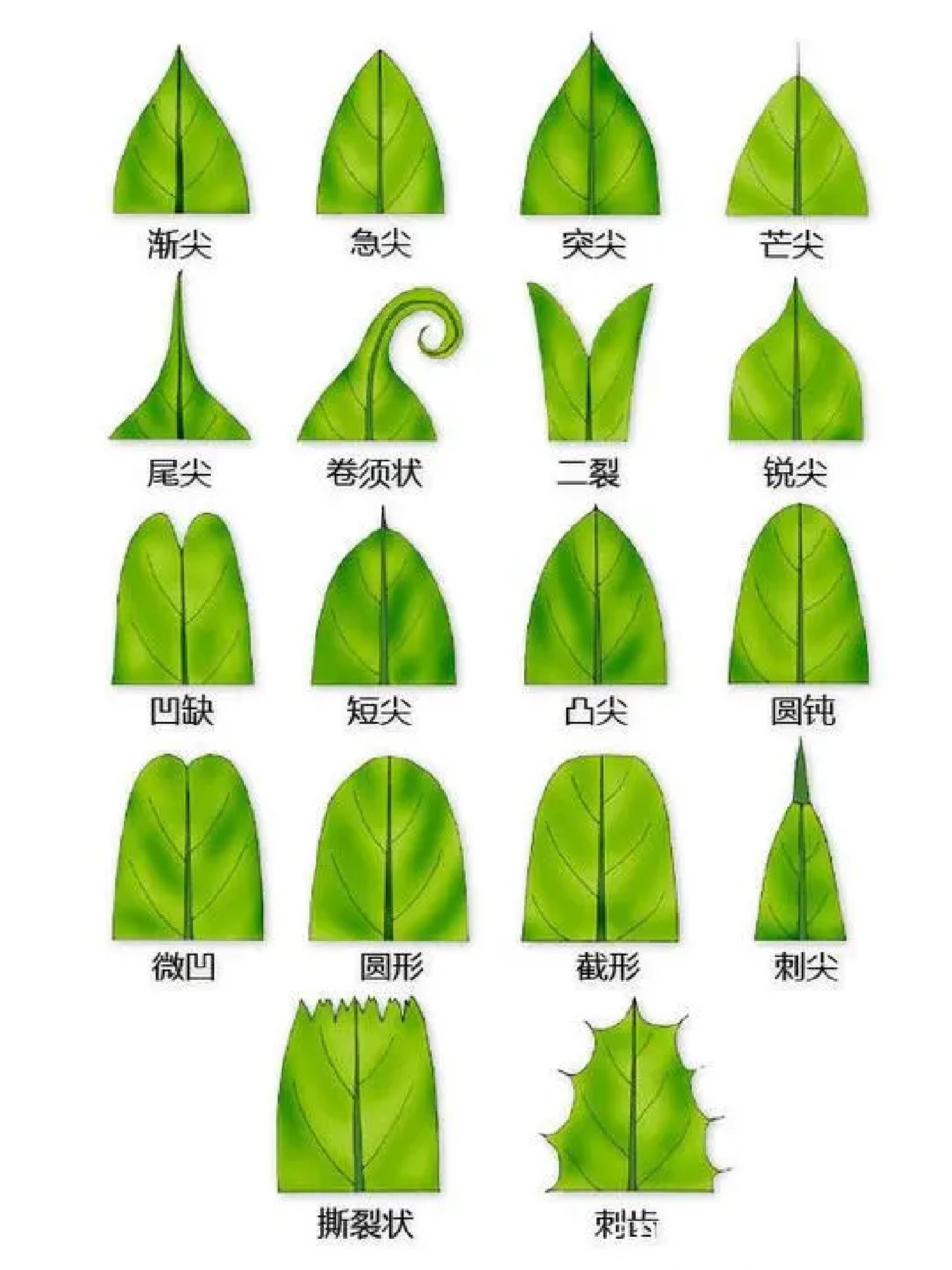 风景园林叶子形态图析