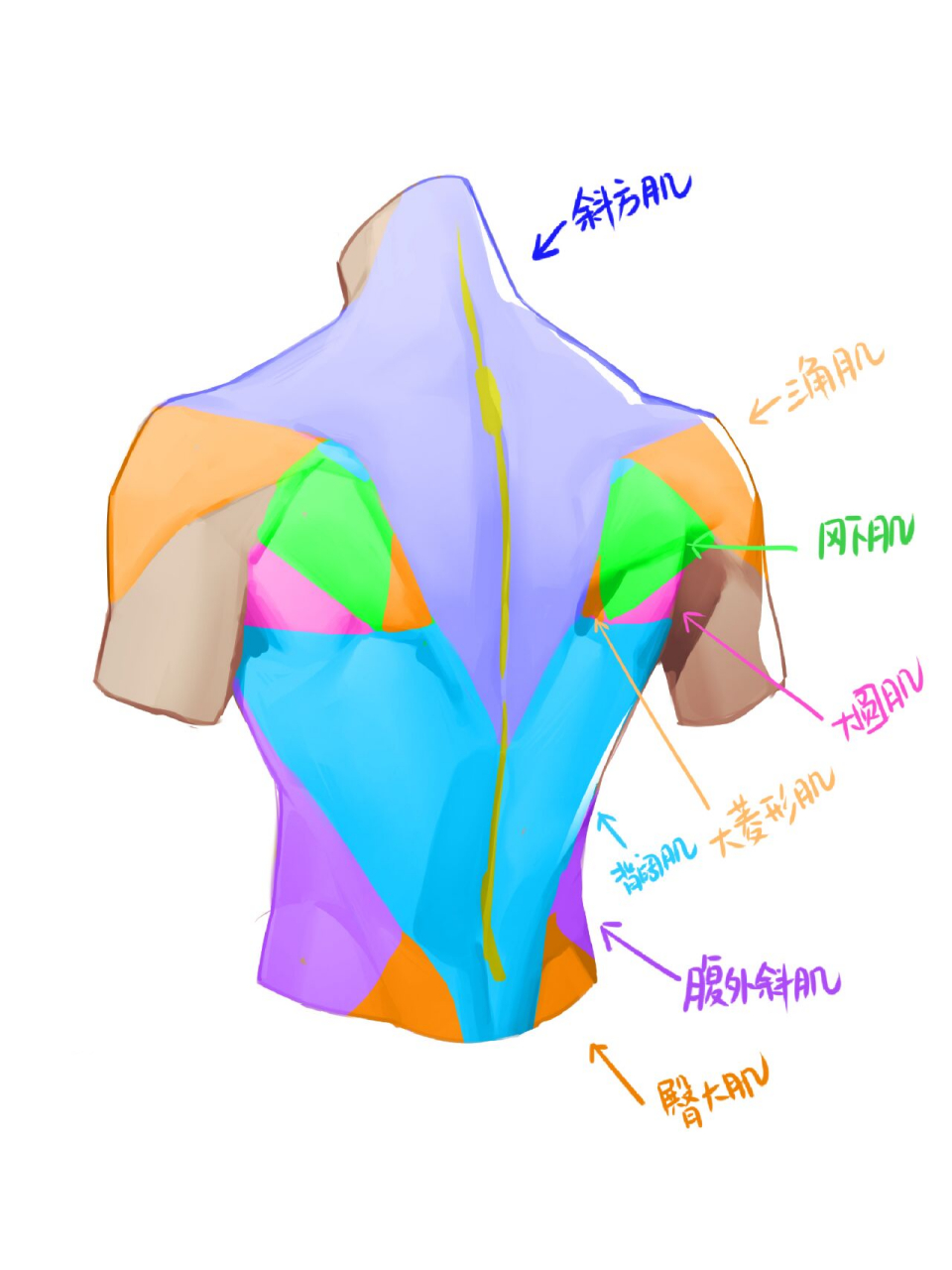 【課堂筆記】背部肌肉 概括畫法 畫背部結構時,需要