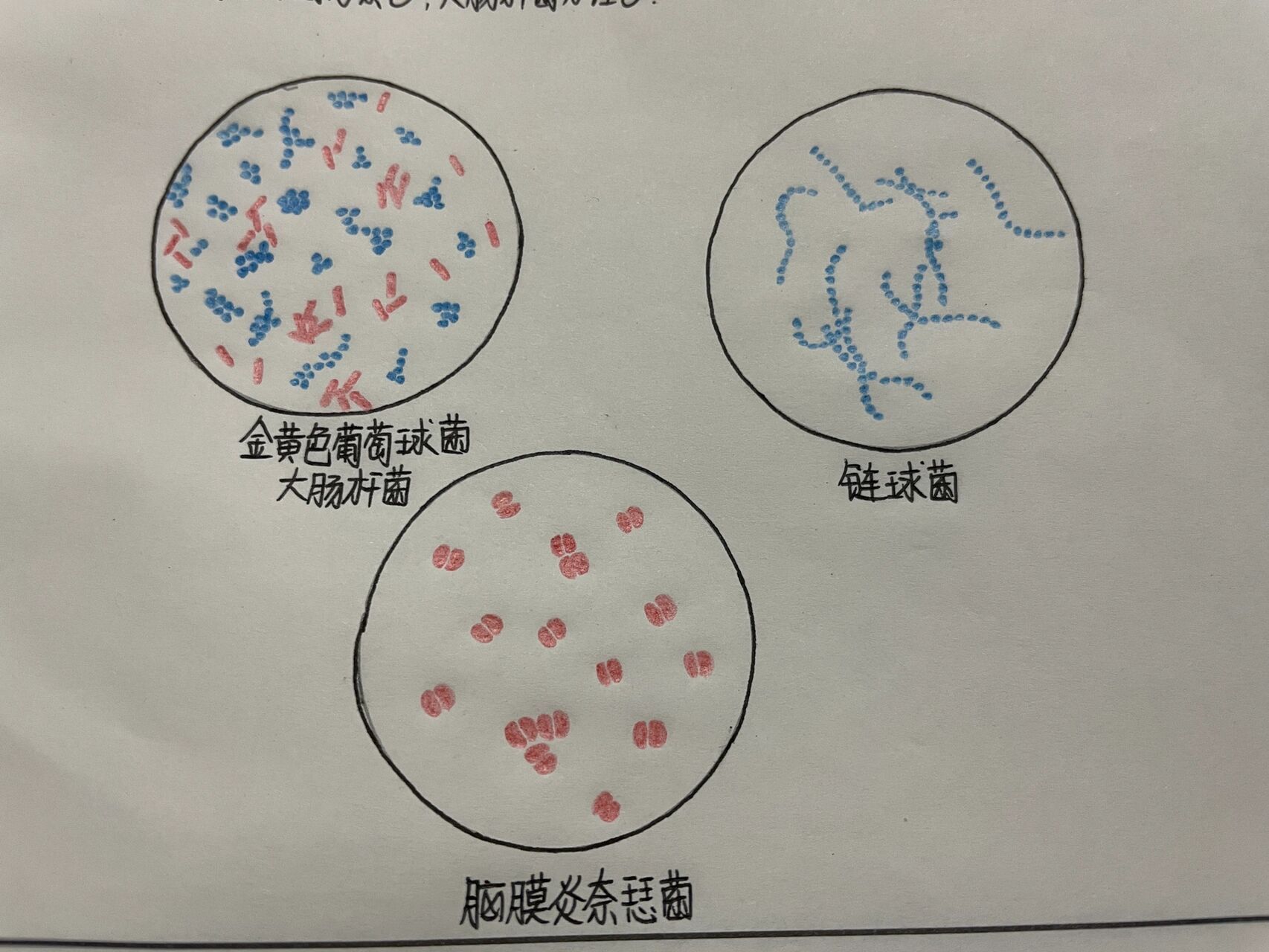 医学微生物红蓝铅笔绘图 脑膜炎奈瑟菌99 金黄色葡萄球菌和大肠杆菌