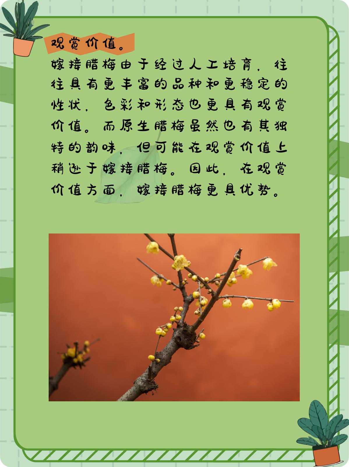 原生腊梅和嫁接腊梅哪种好 原生腊梅与嫁接腊梅,哪种更好?