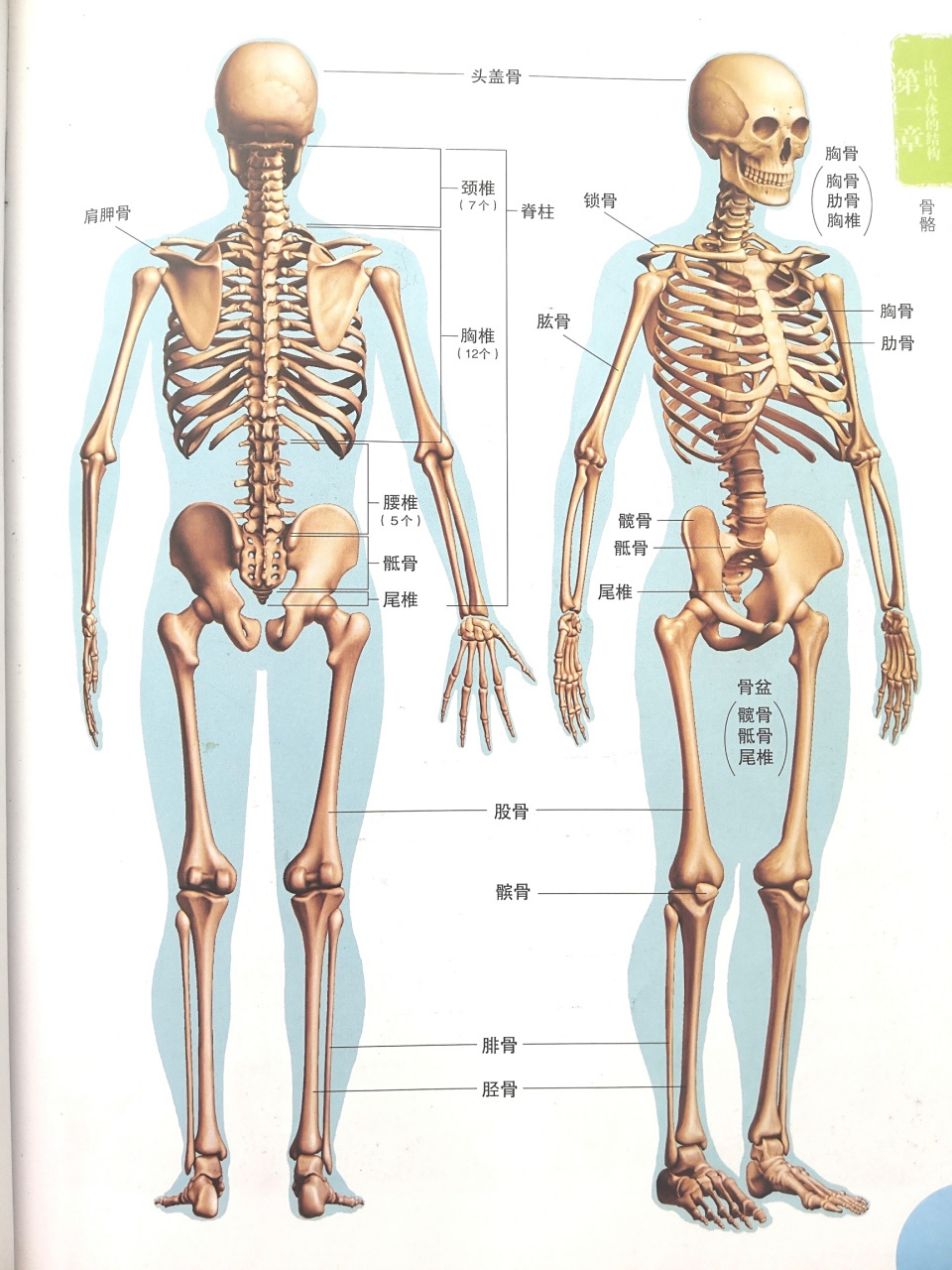 人体骨骼结构图