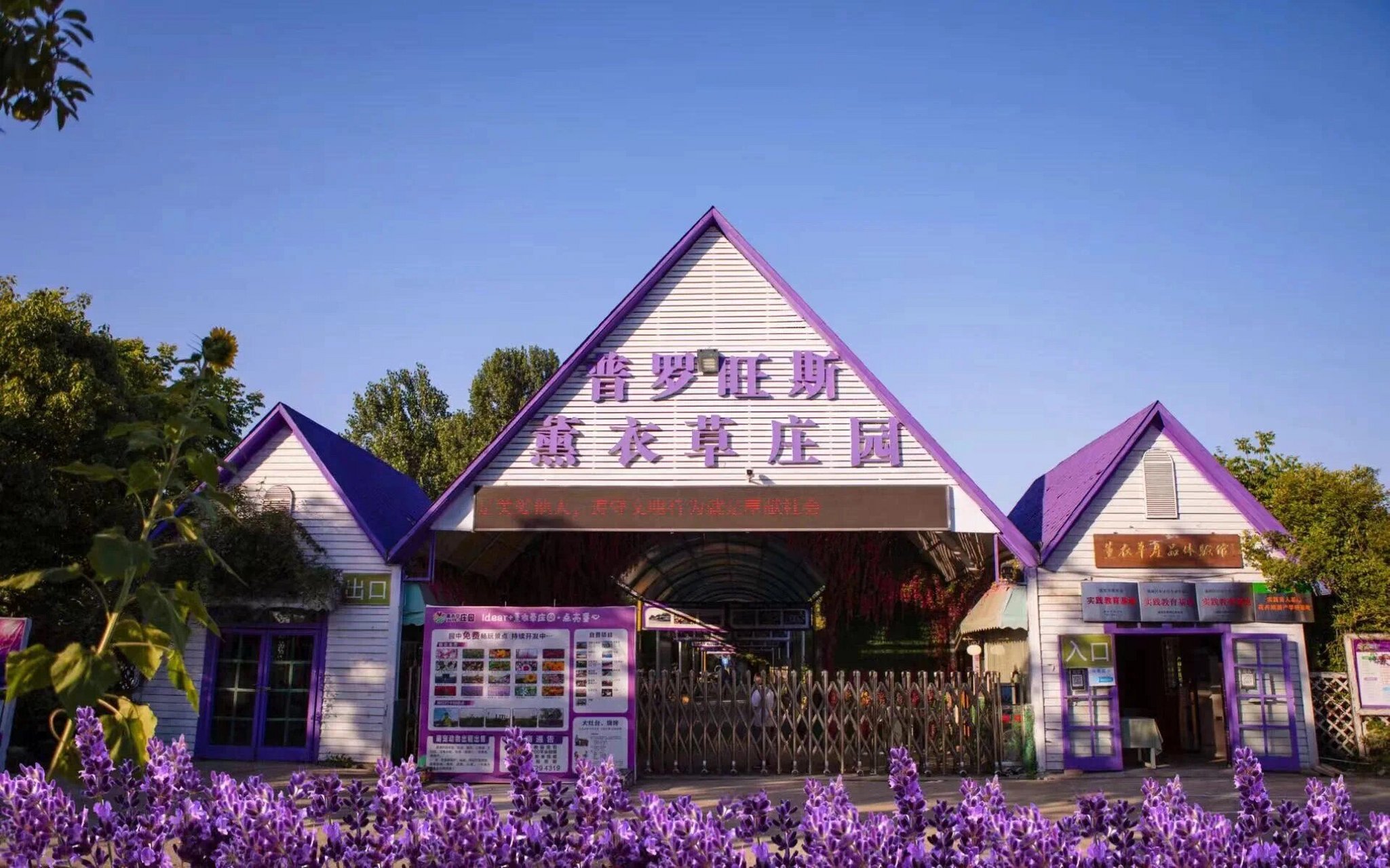 94浪漫如普罗旺斯的花海乐土,我终于来啦!