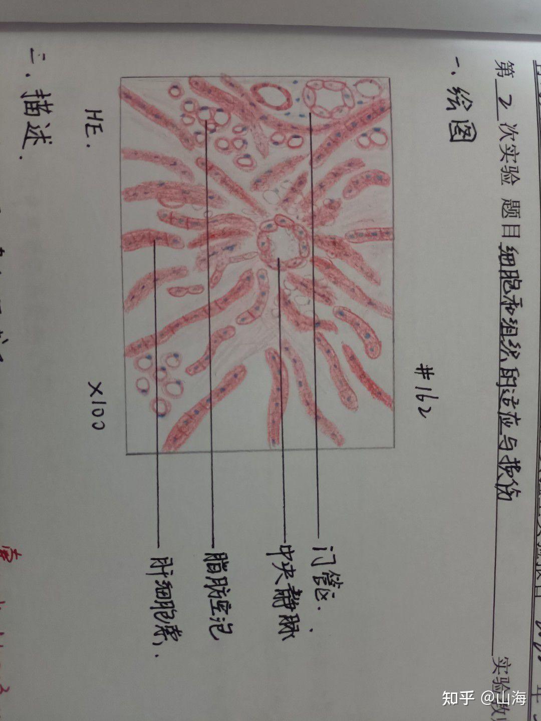 病理切片绘图图片