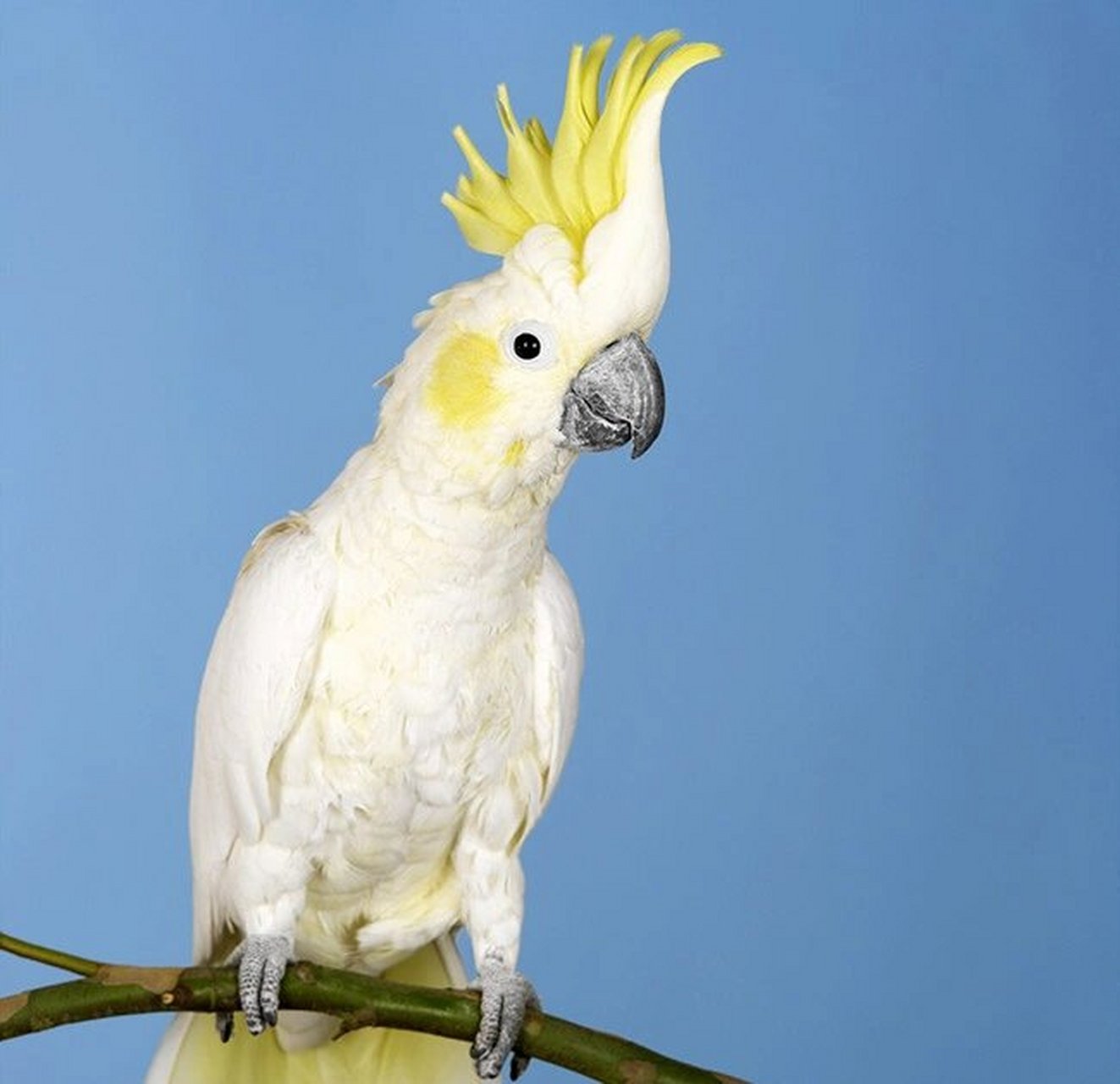 头戴皇冠的鹦鹉 鹦鹉殊姿致,鸾皇得比肩.