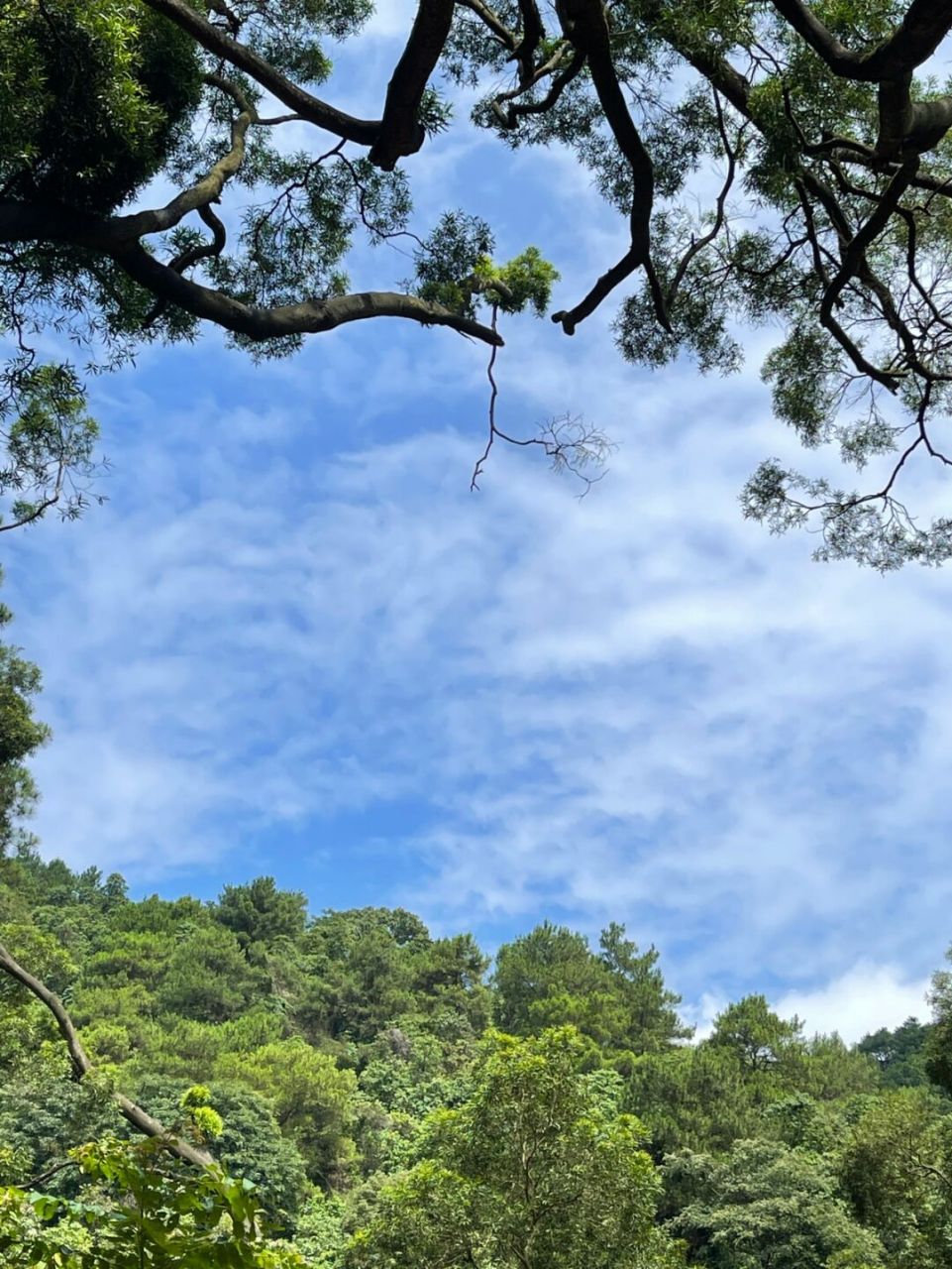 自5月開始,陸陸續續的爬了有四座山,高度不同山路不同,登山者老老少少