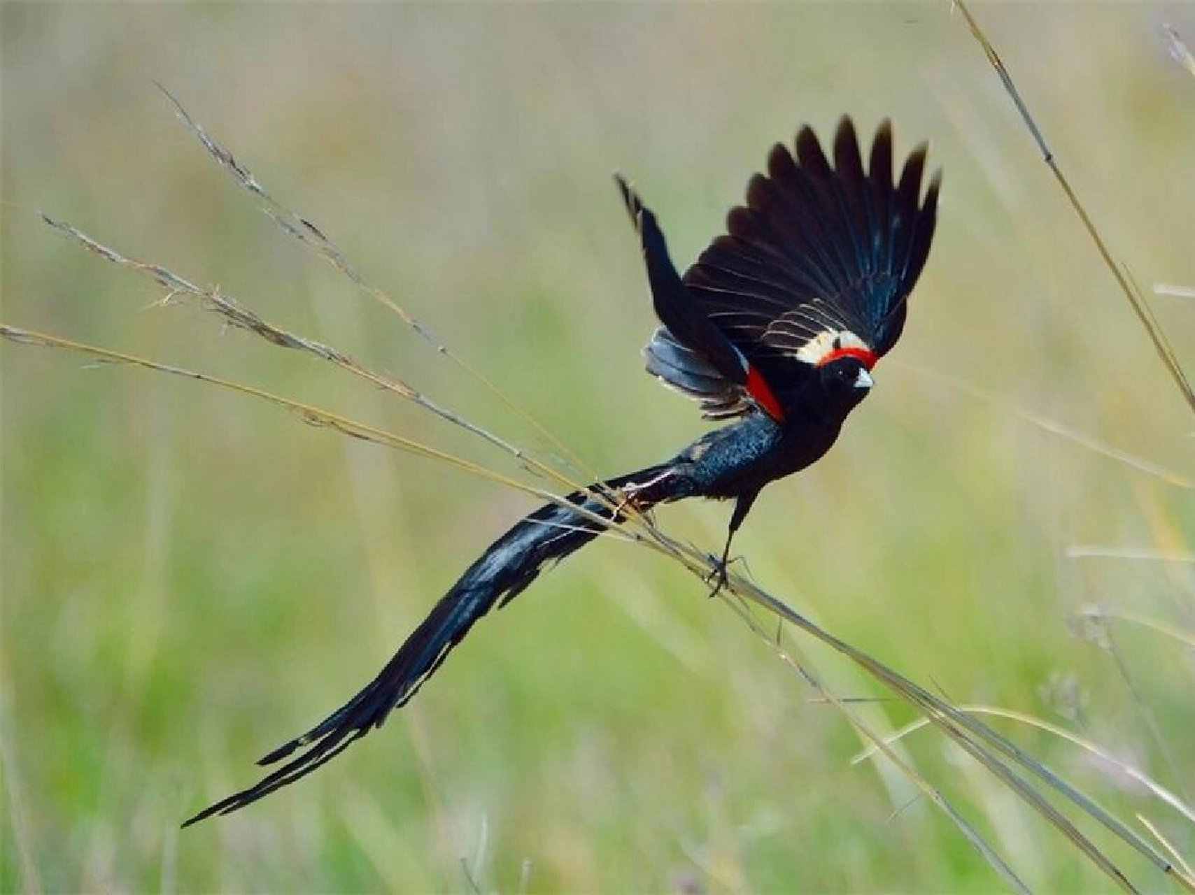 一种宝藏动物98053 96中文名:长尾巧织雀 96别名:长尾寡妇鸟