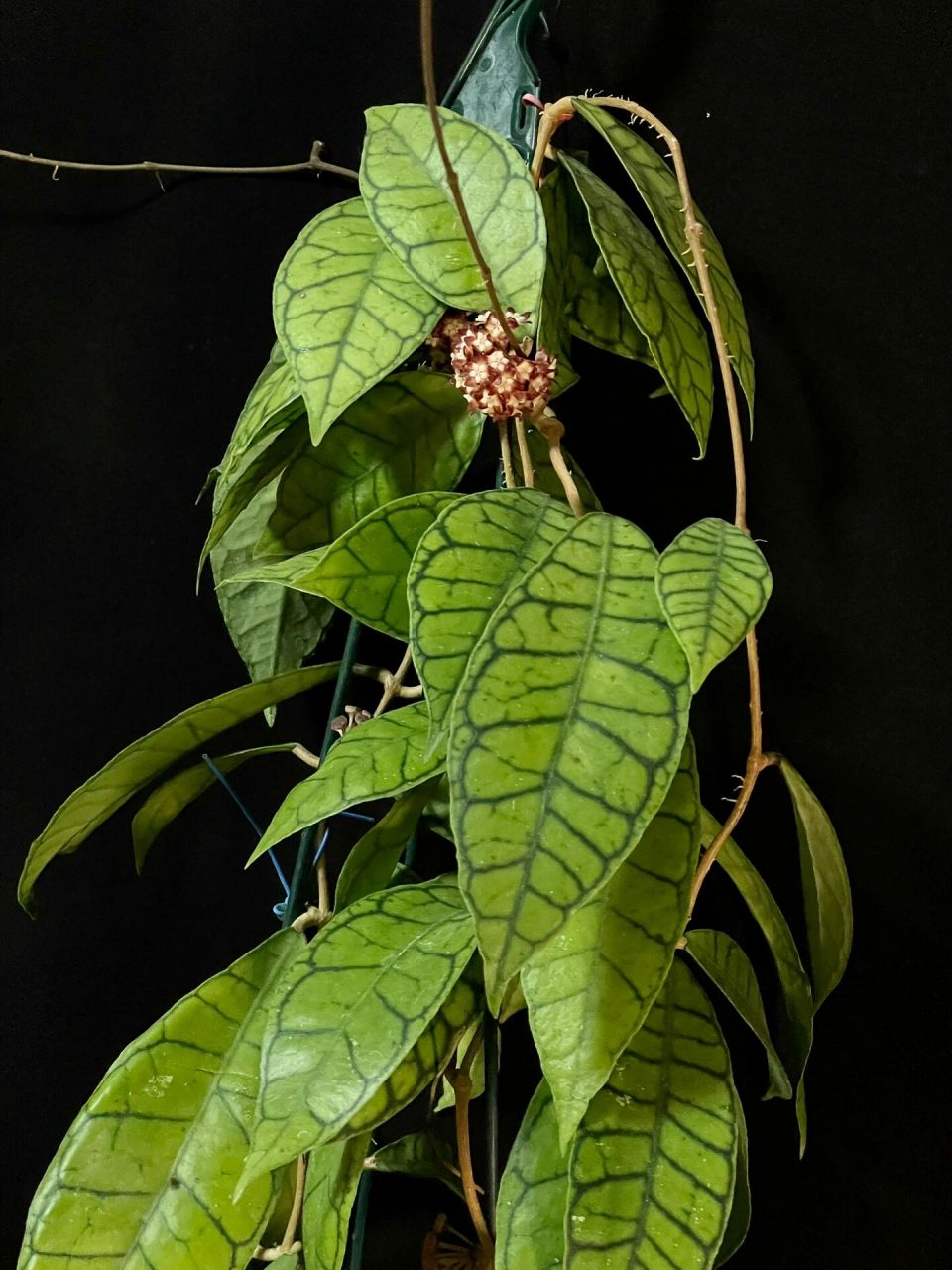 淡味球兰又叫西瓜皮球兰,大苗来时正开,花球不大,有油润的蜡质感,带淡