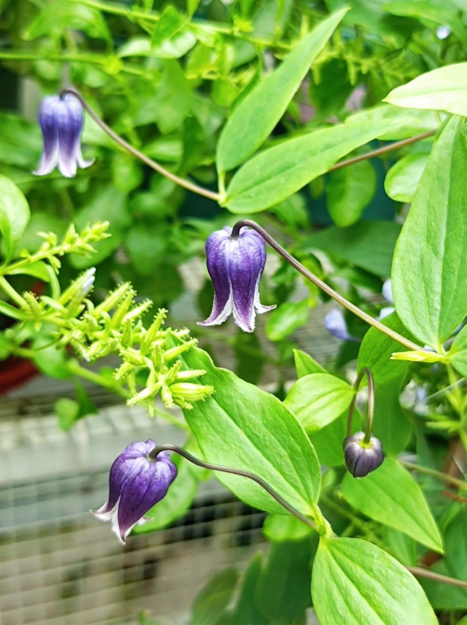 高颜值铃铛铁线莲.