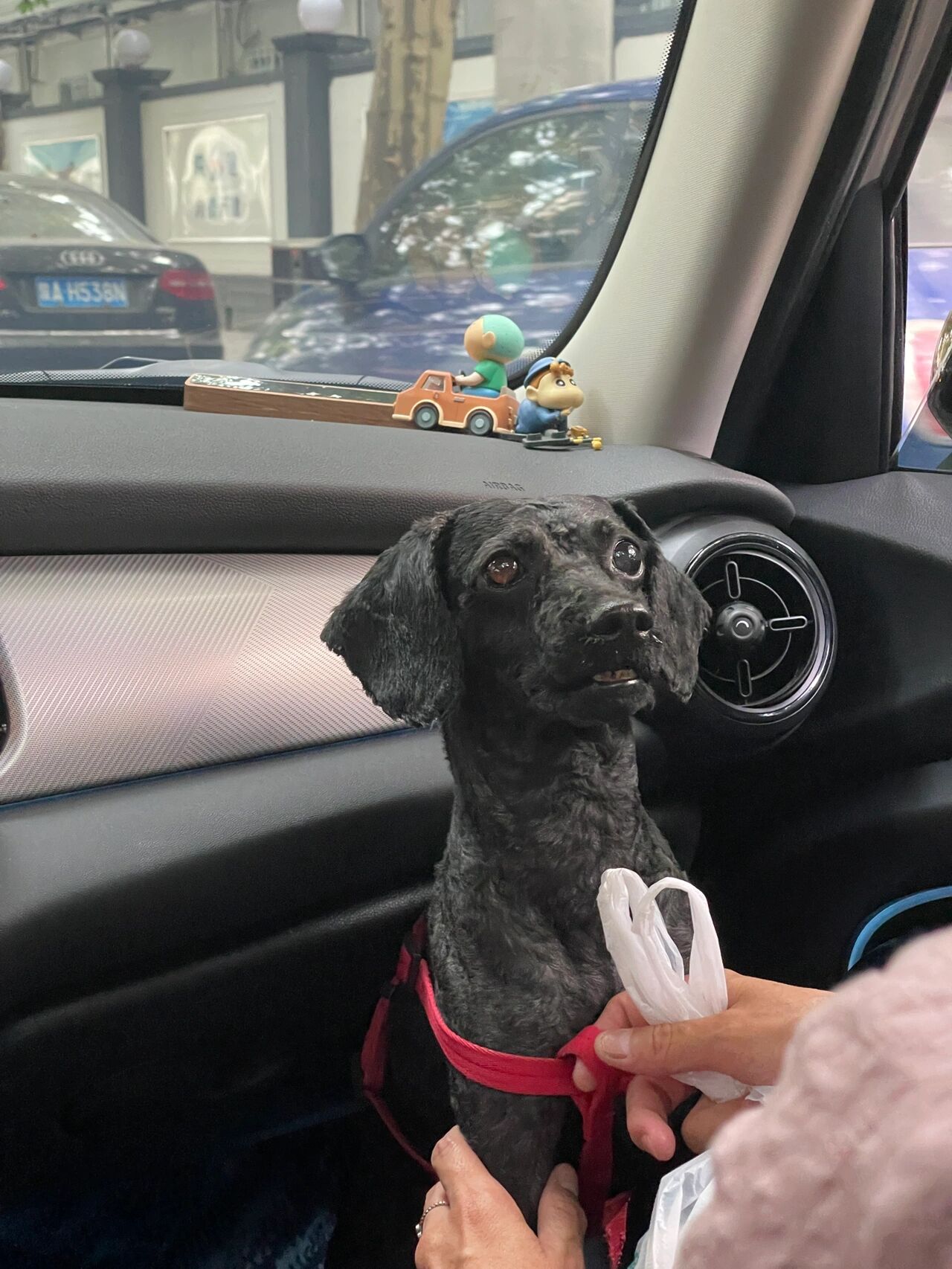 永远不知道黑泰迪剃了毛会变成这样