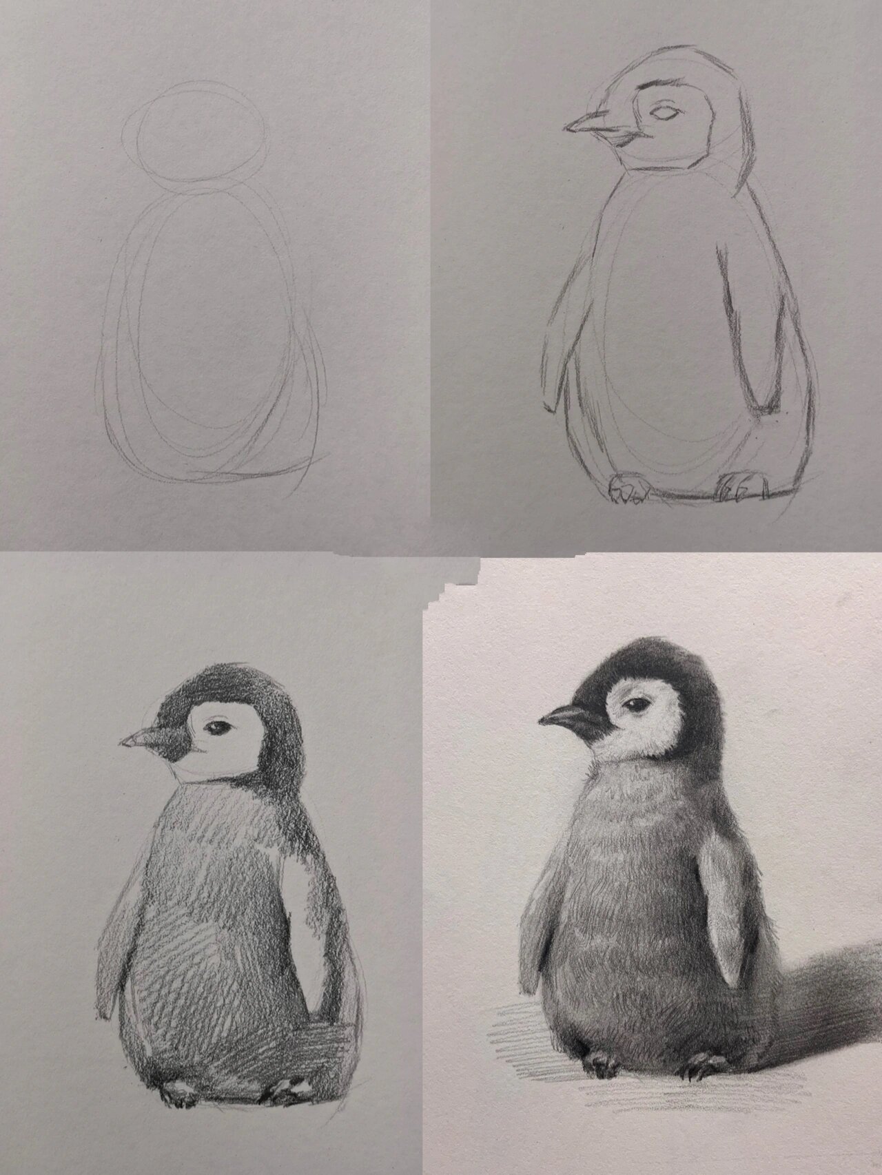 素描小企鹅 绘画过程图文详解