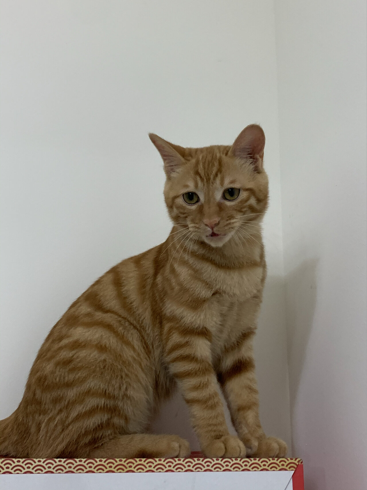 橘猫慢慢长大了 从一个月→快4个月 六斤 你家的多少斤呢?