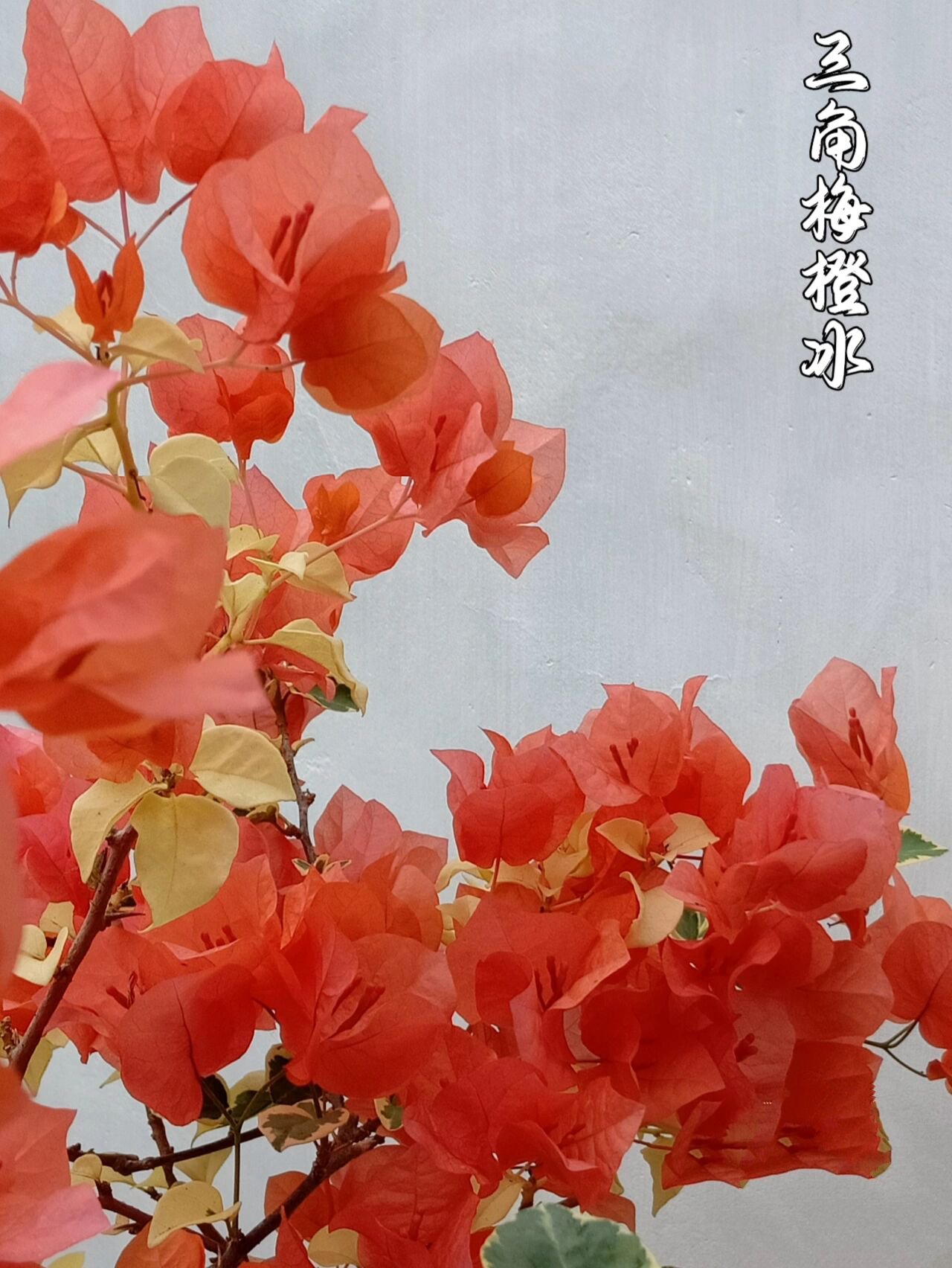 三角梅橙冰 非常漂亮的橙色品种,我想应该没有人不喜欢,这样的金边叶