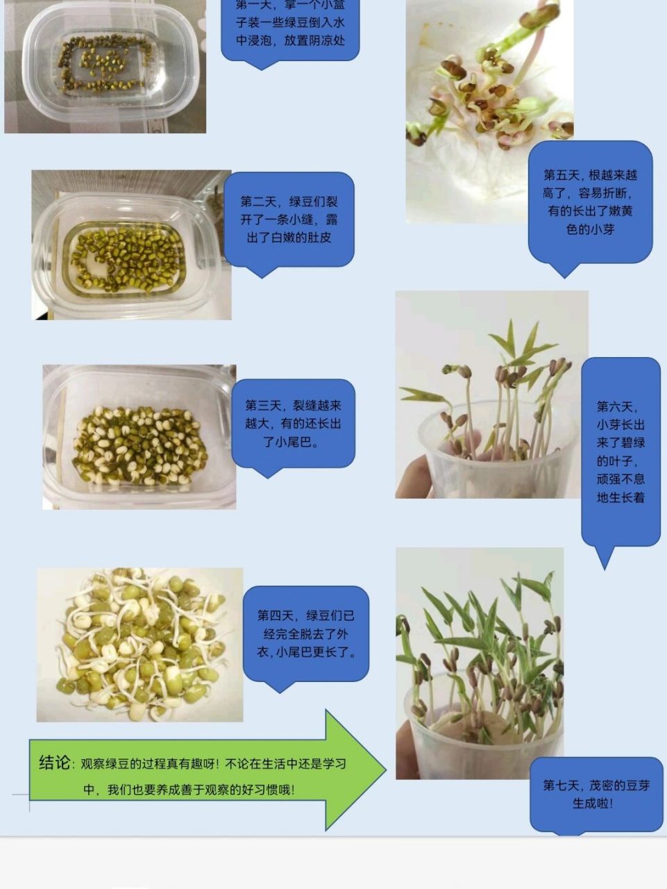 绿豆芽生长顺序图片图片