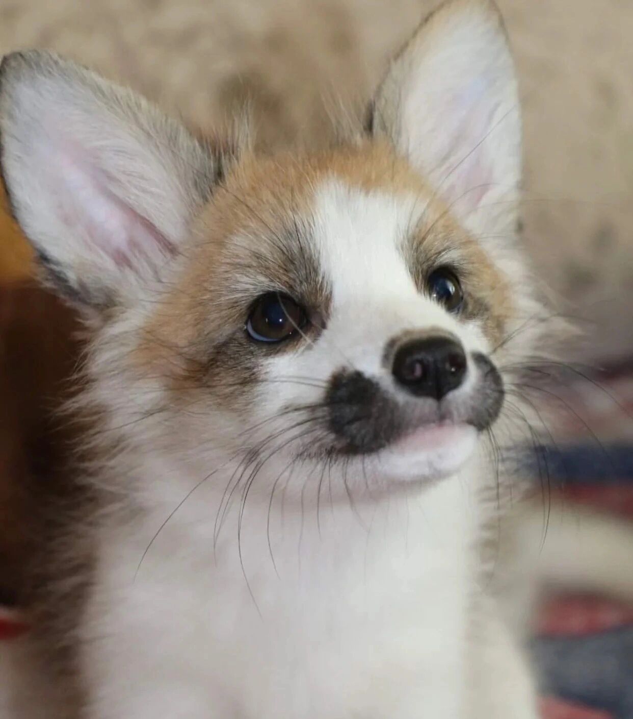 熊猫狐,又叫红大理石狐 red marble fox/红花熊猫狐/金大理石狐gold