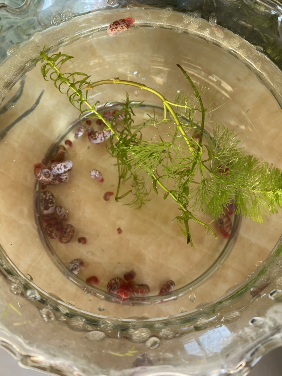 观赏海螺饲养和繁殖 今年五月份买的海螺,有黄金螺,蓝神秘螺,苹果螺