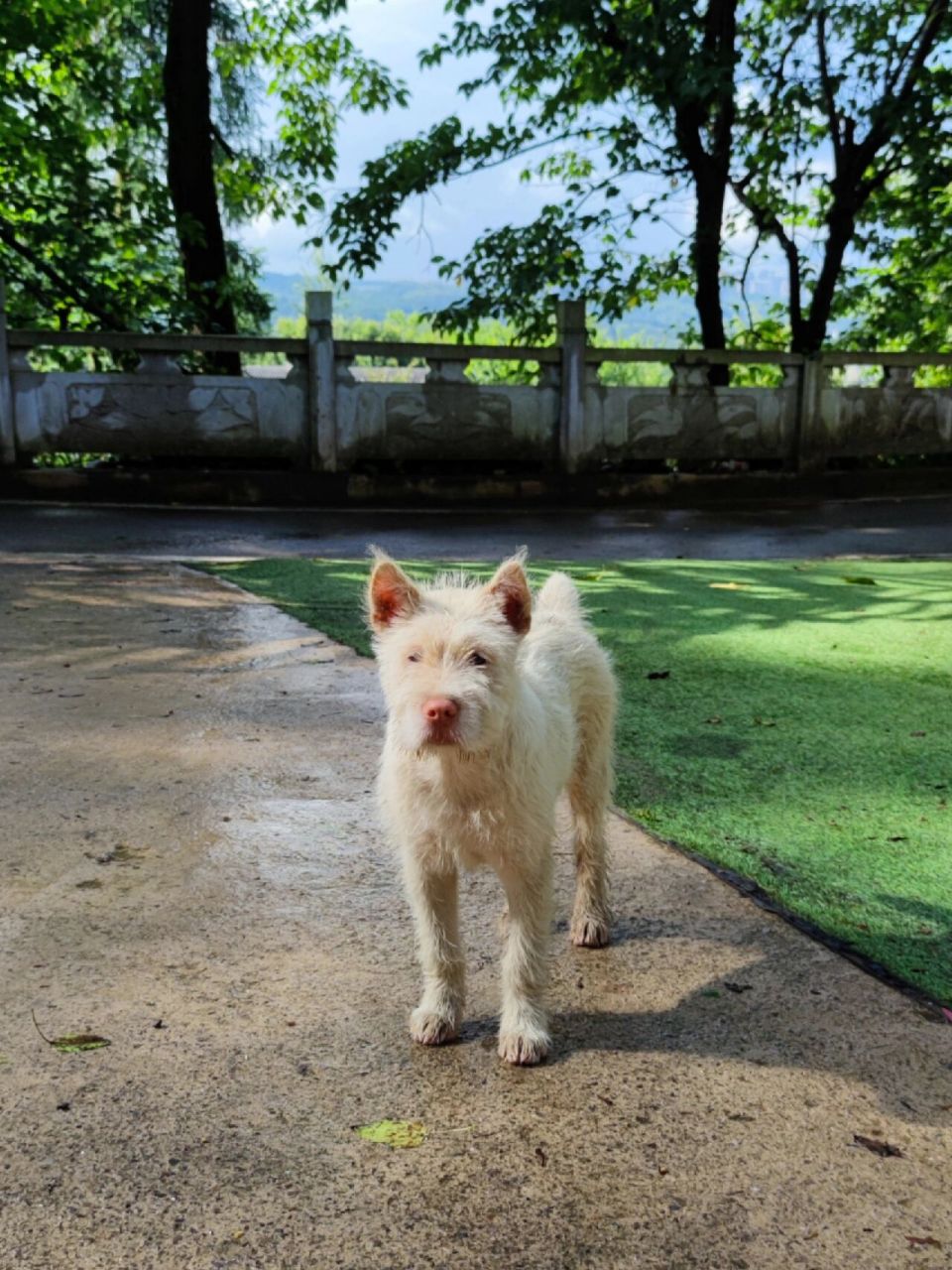 下司犬,就喜欢你毛毛的,睡不醒的样子 下司犬98, 产于贵州省麻江县