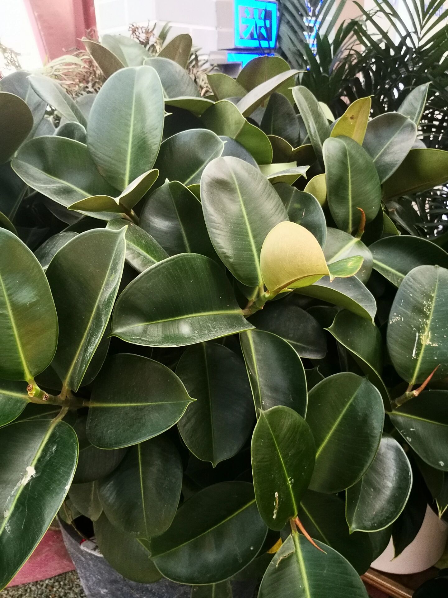 去除甲醛能力名列前茅的植物是橡皮树  橡皮树又名印度榕.