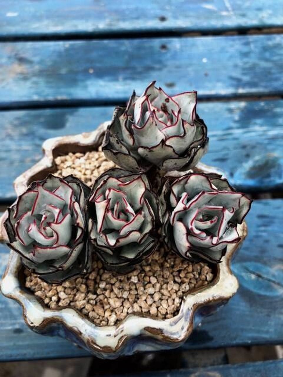 说是这个多肉价值600多万90 原始剑斯诺娃多肉 真假?