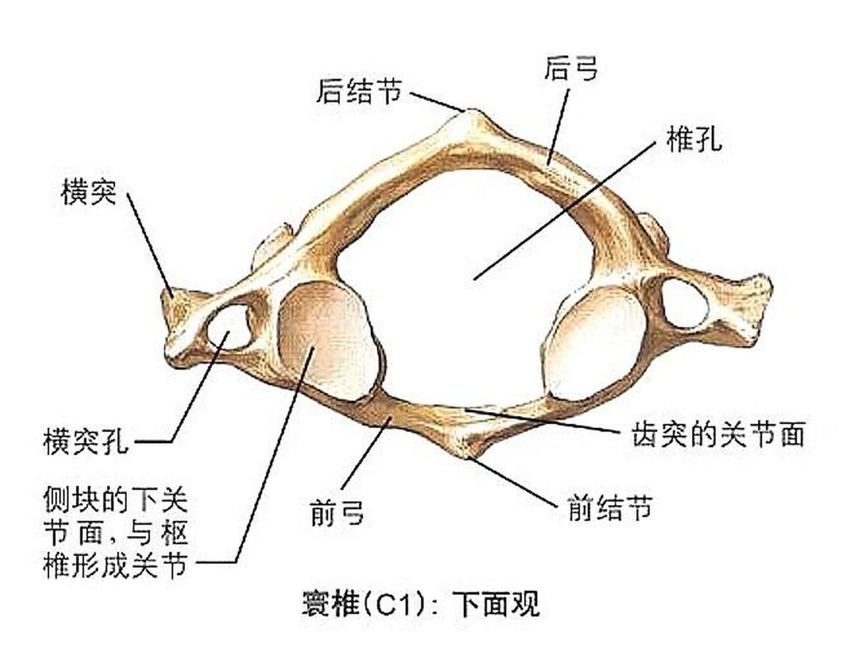 寰枢关节在哪个位置图片