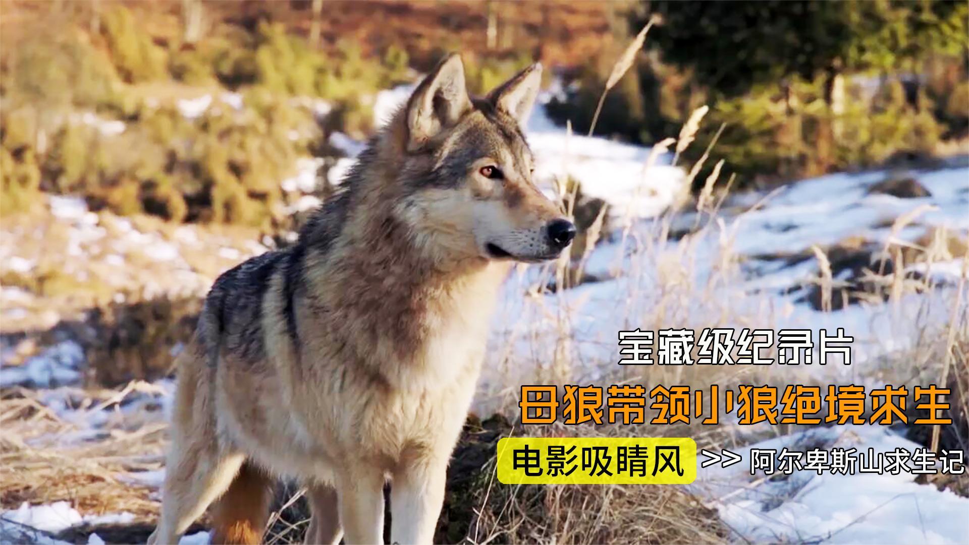 一部宝藏级纪录片狼王被棕熊一掌拍死母狼带领小狼绝境求生