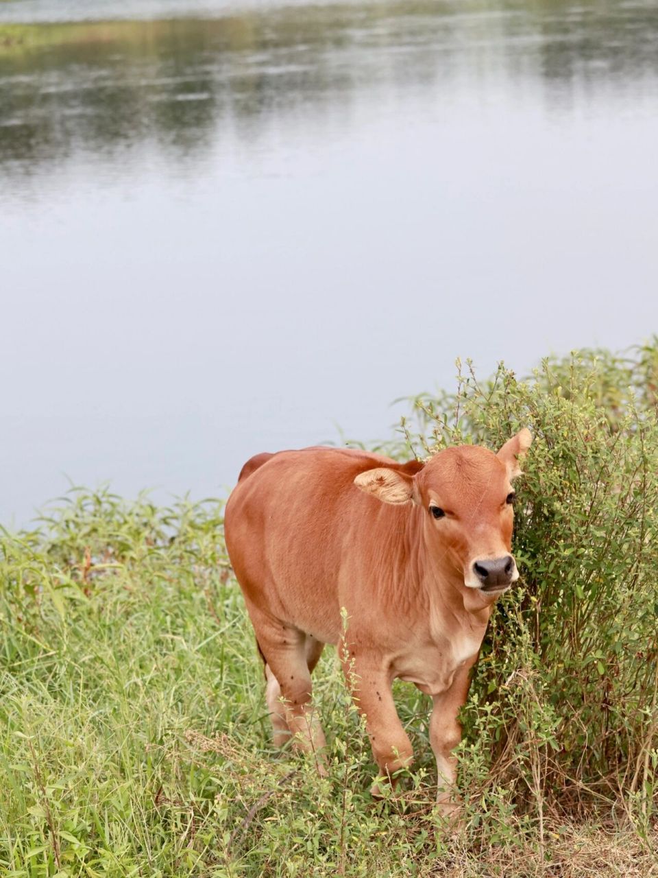 过溪河边 粉嫩的小黄牛 极致特写