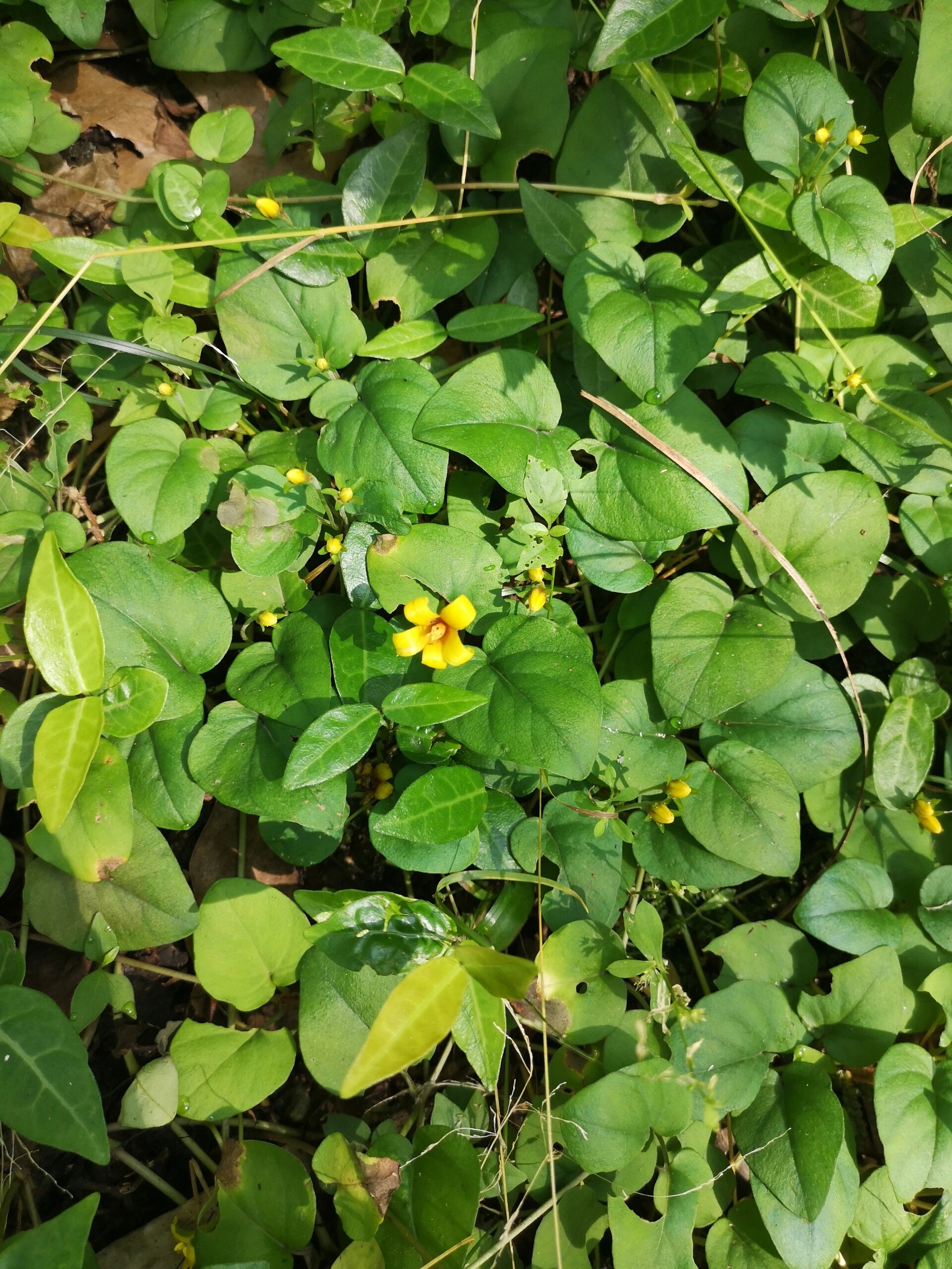 它叫过路黄,中医治泌尿系结石主药,金钱草 今日分享的是报春花科植物