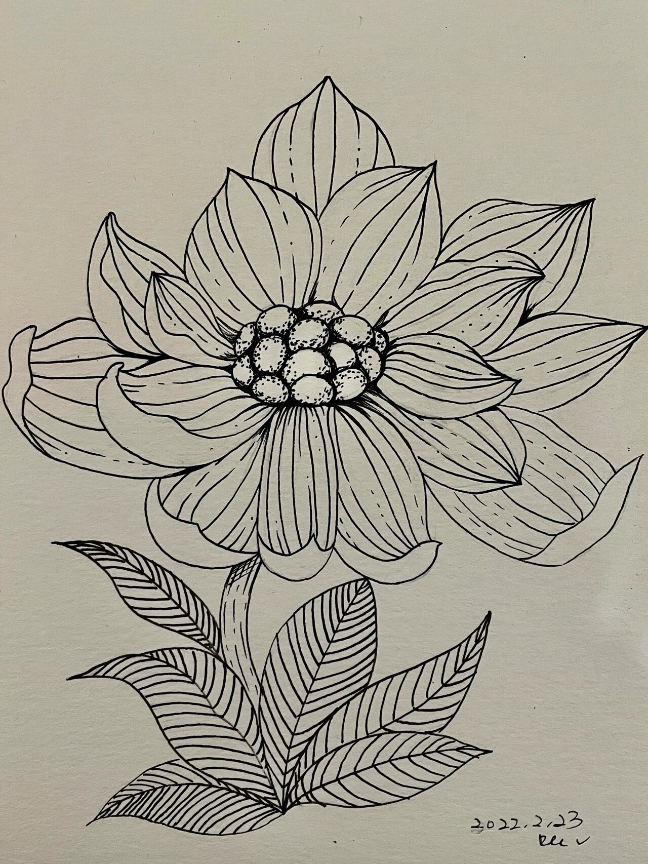 植物线条练习打卡36