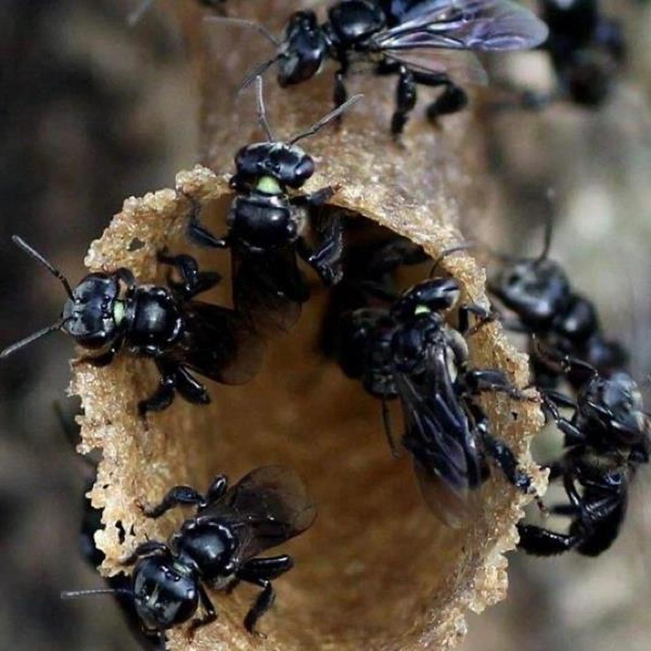 无刺蜂别名蚁蜂,小酸蜂,无螫蜂,属于蜜蜂总科,蜜蜂科,蜜蜂亚科,无刺蜂