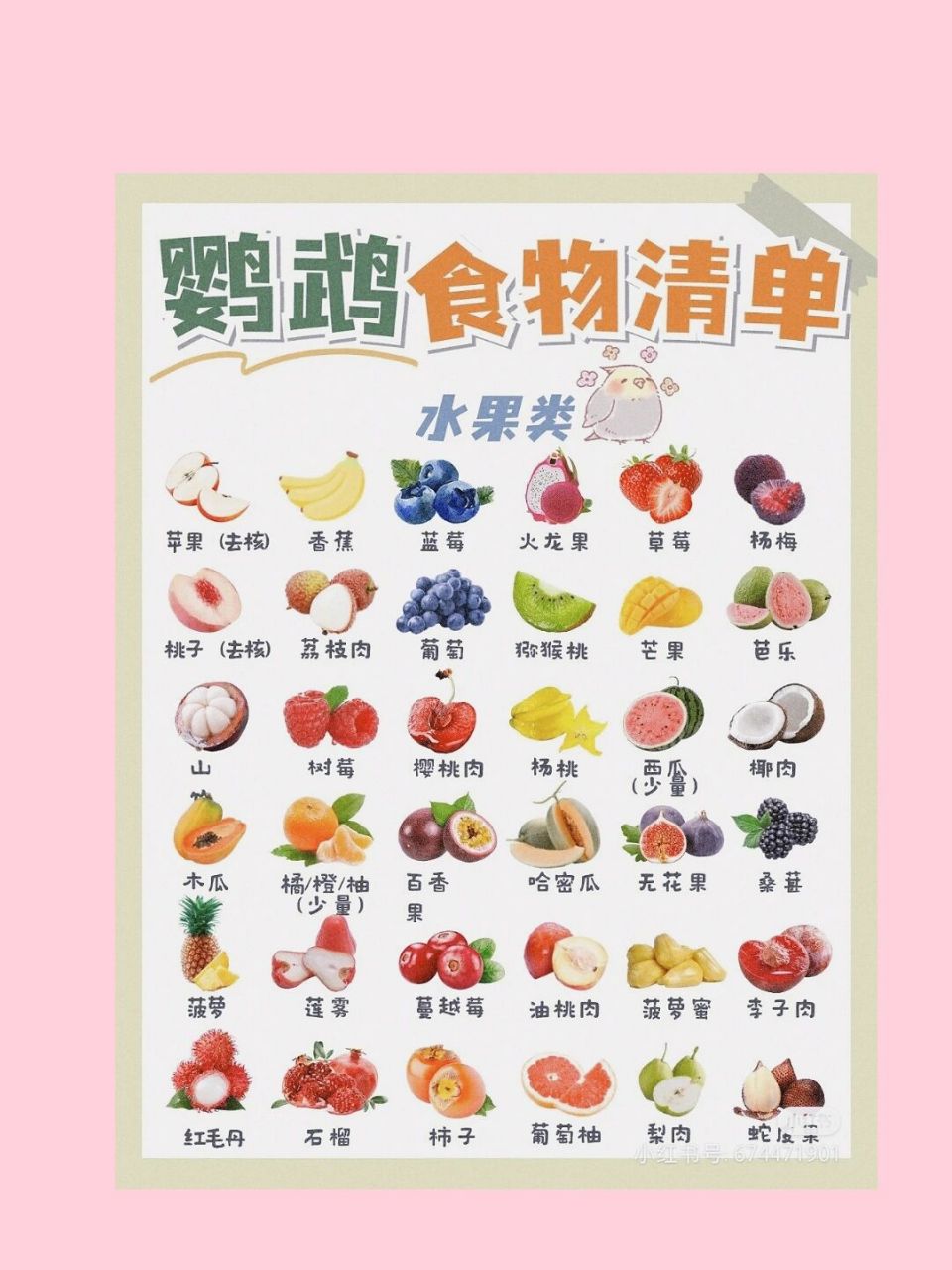 小鹦鹉食物清单 小鹦鹉能吃和不能吃的食物清单.