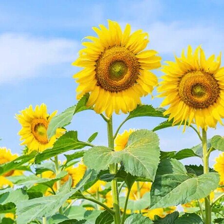 93 | 7004长辈牌头像(一)