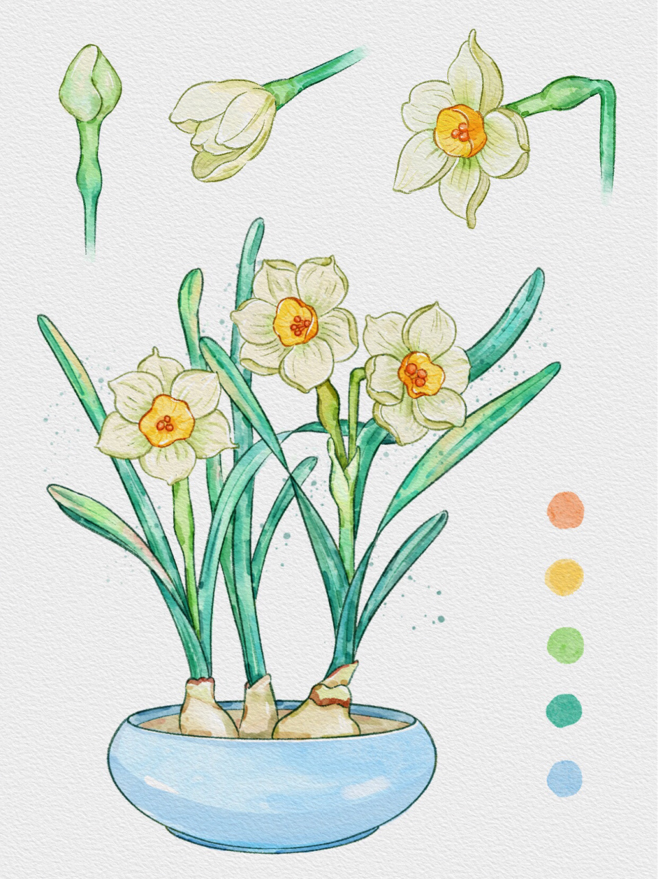 ipad水彩插画|画一盆水仙花 快过新年了,去逛逛花市,家家户户摆水仙!