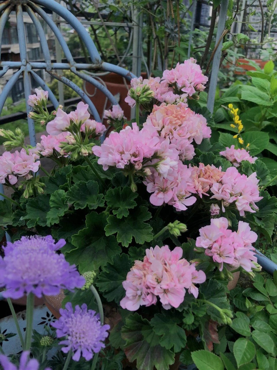 直立天竺葵 艾玛赫斯 好喜欢艾马赫斯的颜色 浅浅水粉色 整个色调偏冷