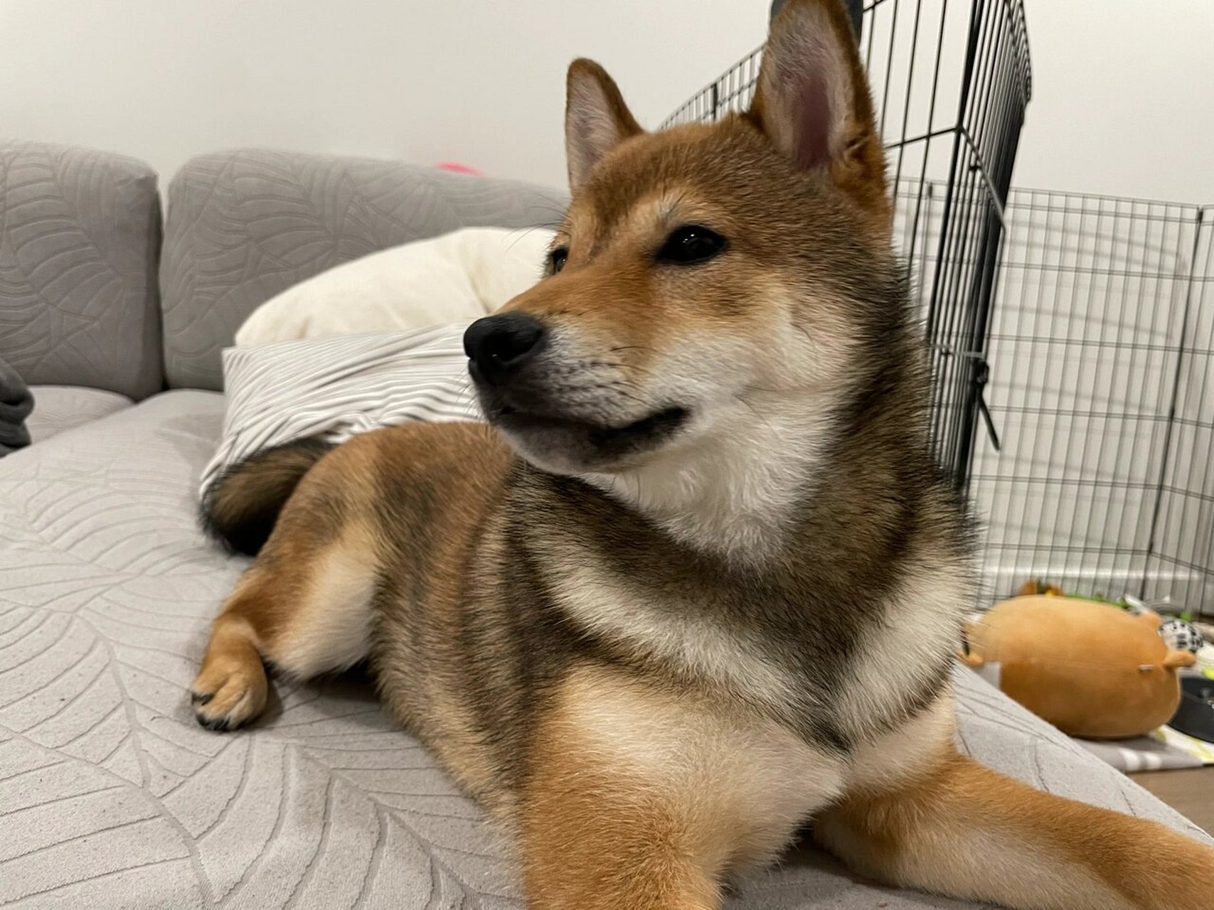 柴犬shino(5个半月)胡麻柴蜕变历程98 shino的侧边有两条浅色的白纹