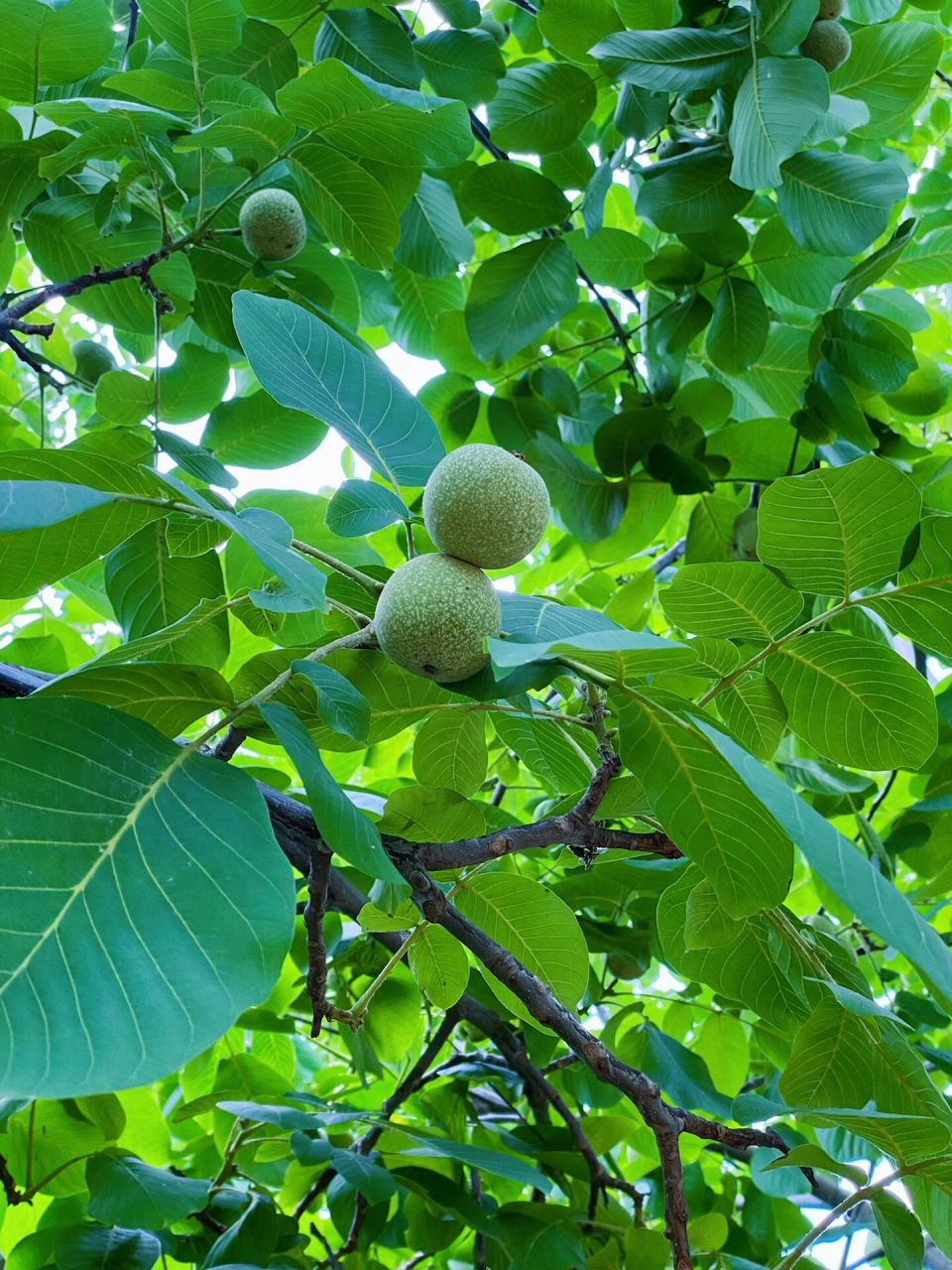 胡桃     拉丁学名:juglans regia02l.