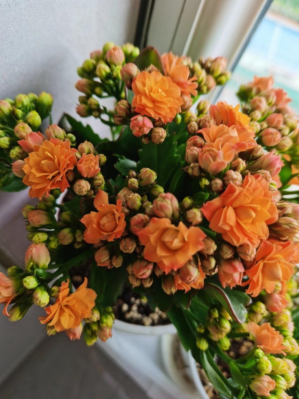 长寿花61织女星 长寿花61织女星,初开