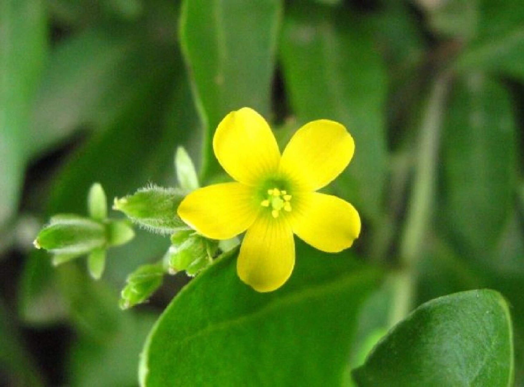 记录认识的中药材 127 | 酢浆草 99药材名: 酢浆草(酢浆草科) 99