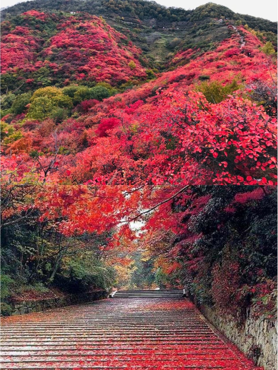 香山红叶 摄影图片