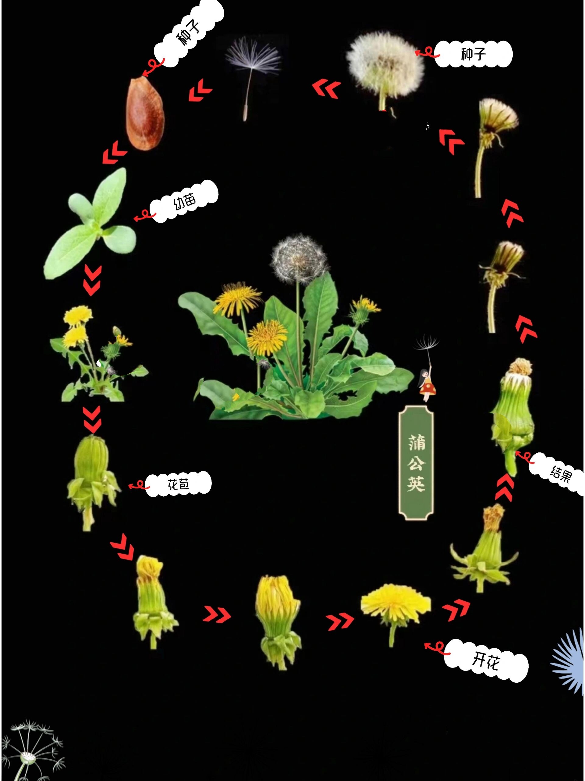 蒲公英种子示意图图片