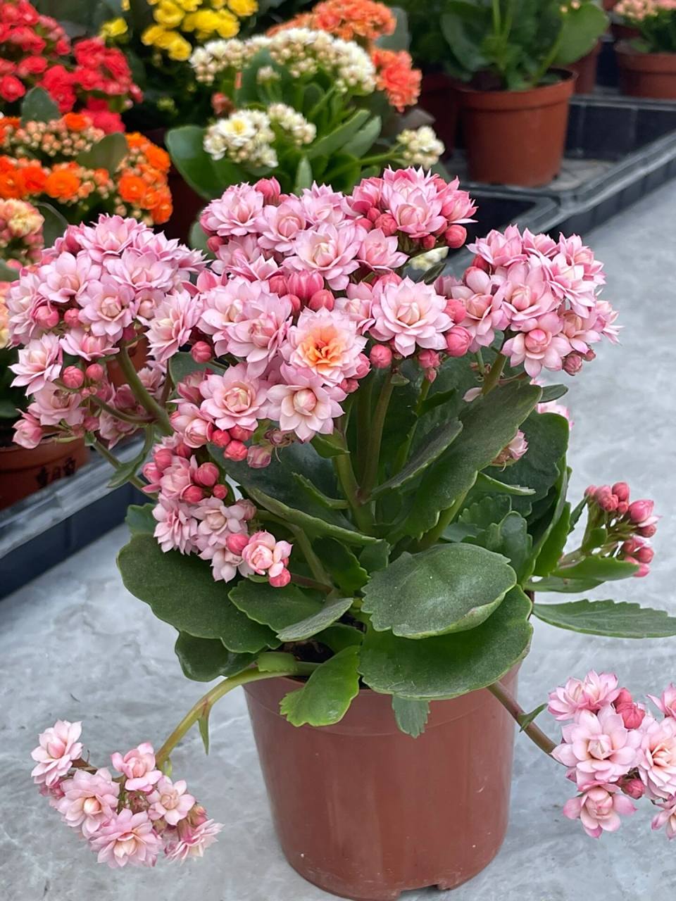 长寿花:人面桃花.