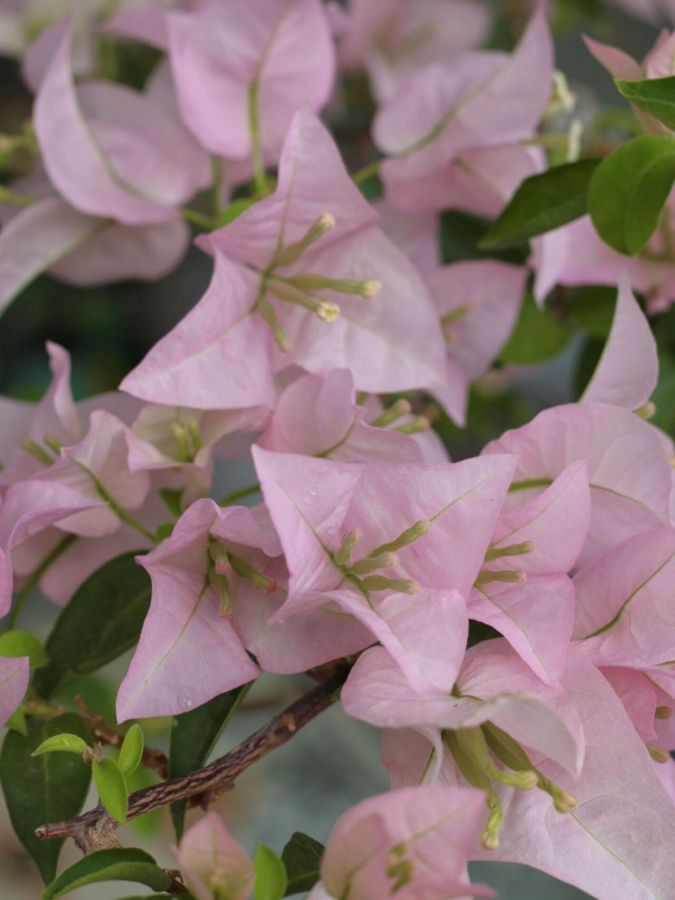粉色系仙女三角梅-粉天使 粉天使的优点:花大,颜色仙,不掉花(风吹雨打