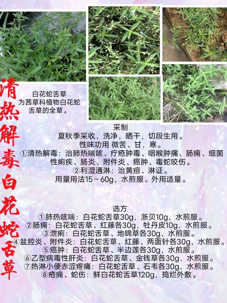 白花蛇舌草化学成分图片